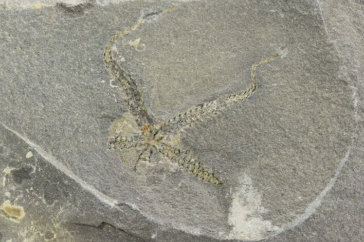 Ordovician Brittle Star (Ophiura) - Morocco #118635